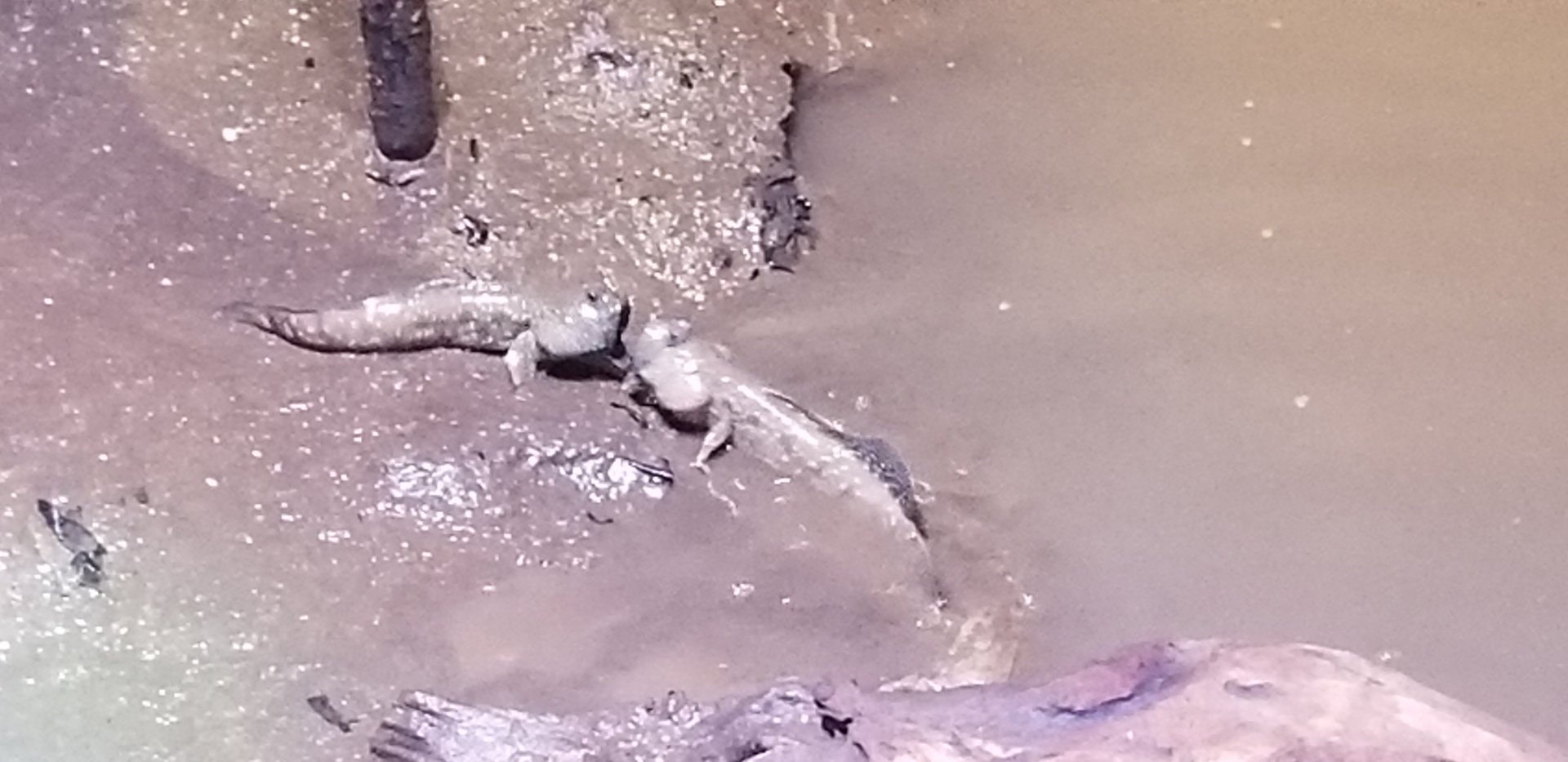 Mudskipper Fighting