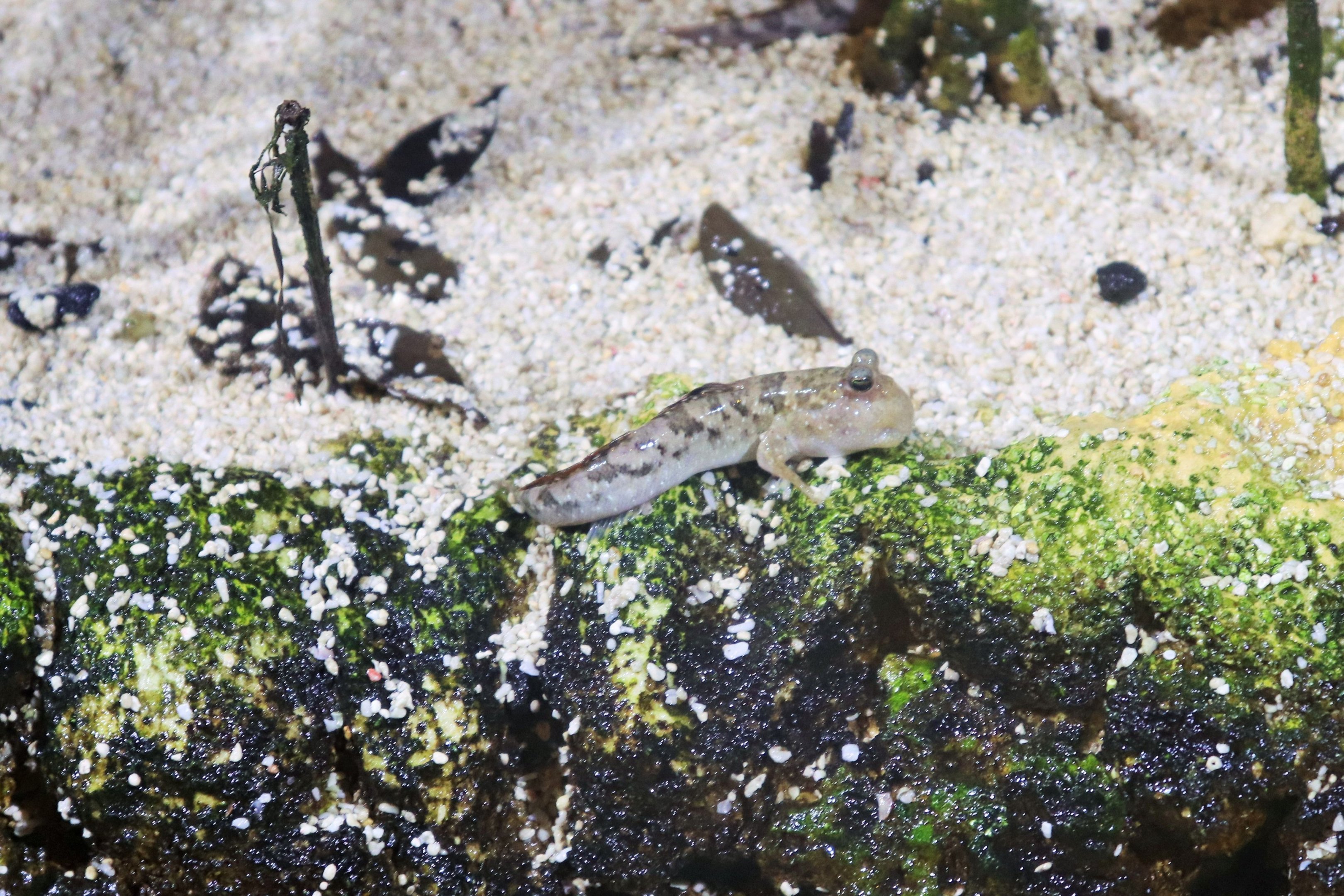 Mudskipper ID? Melbourne Aquarium