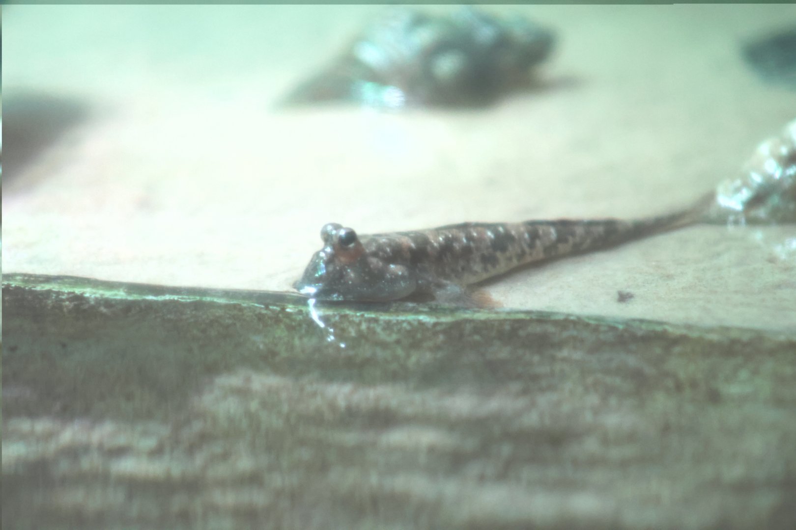 Mudskipper ID? - SEA LIFE Sydney