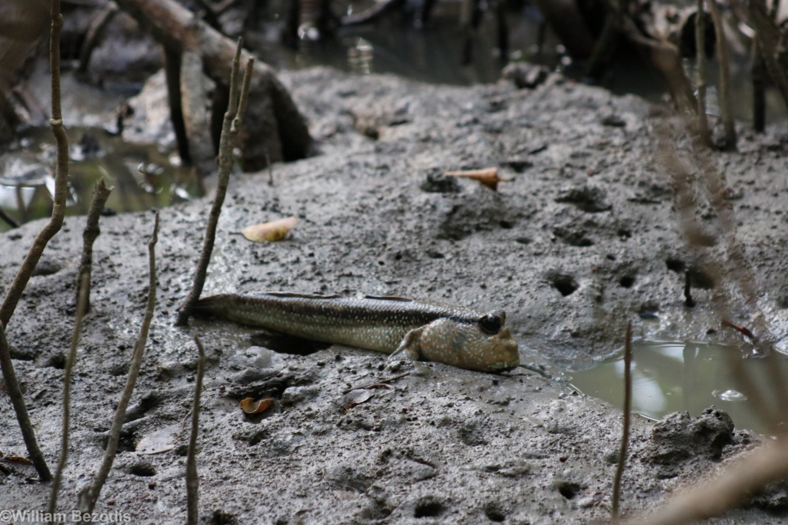 Mudskipper - Laem Pak Bia