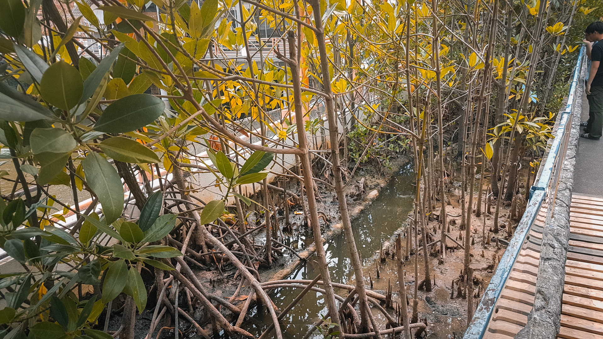 Mudskipper outdoor enclosure
