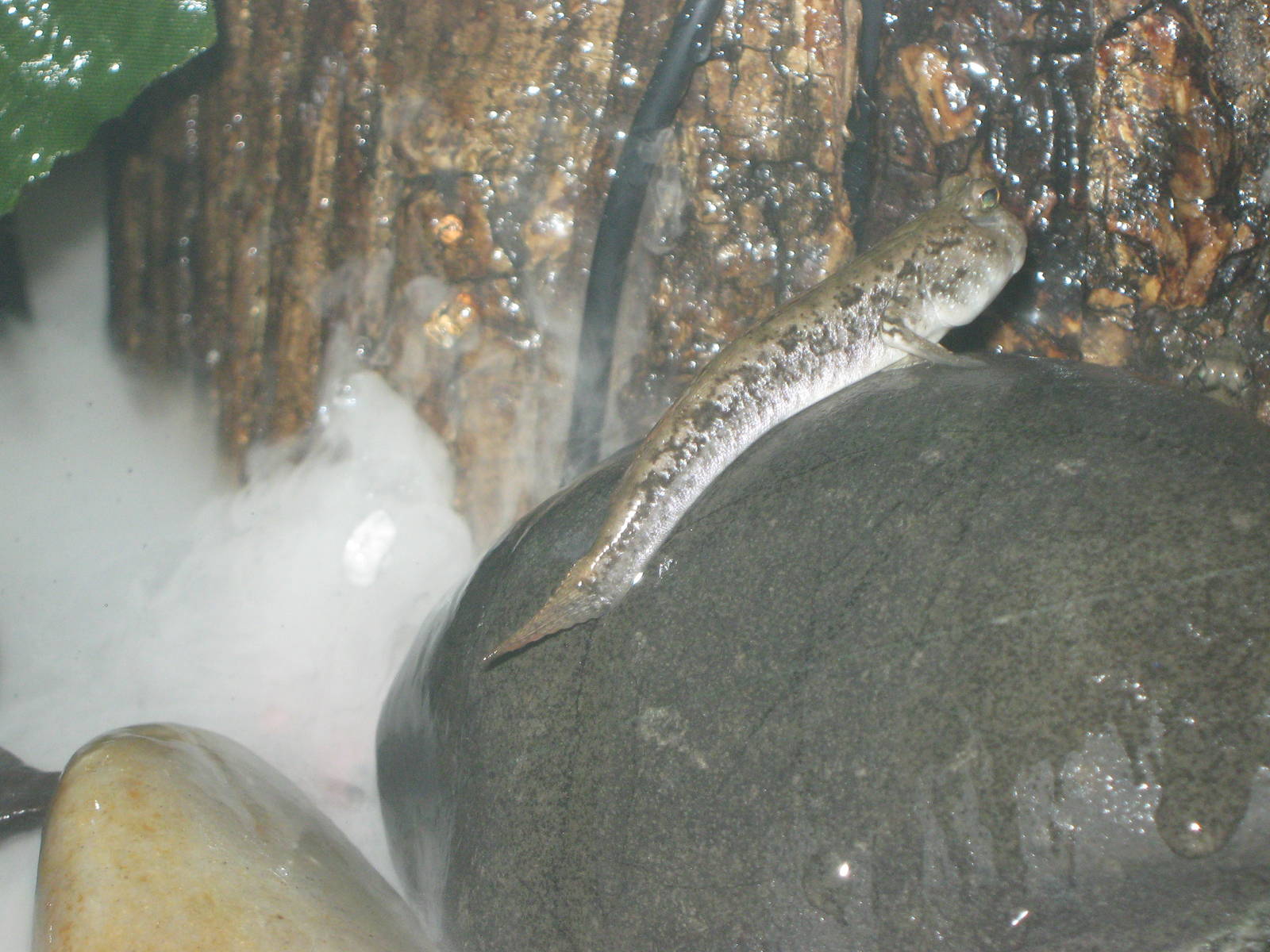 mudskipper (Periophthalmus sp.)