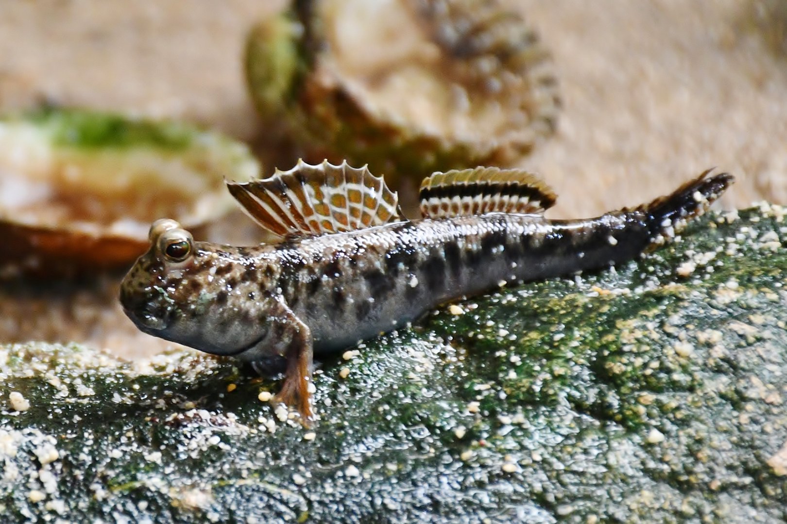 Mudskipper (Periophthalmus sp.)
