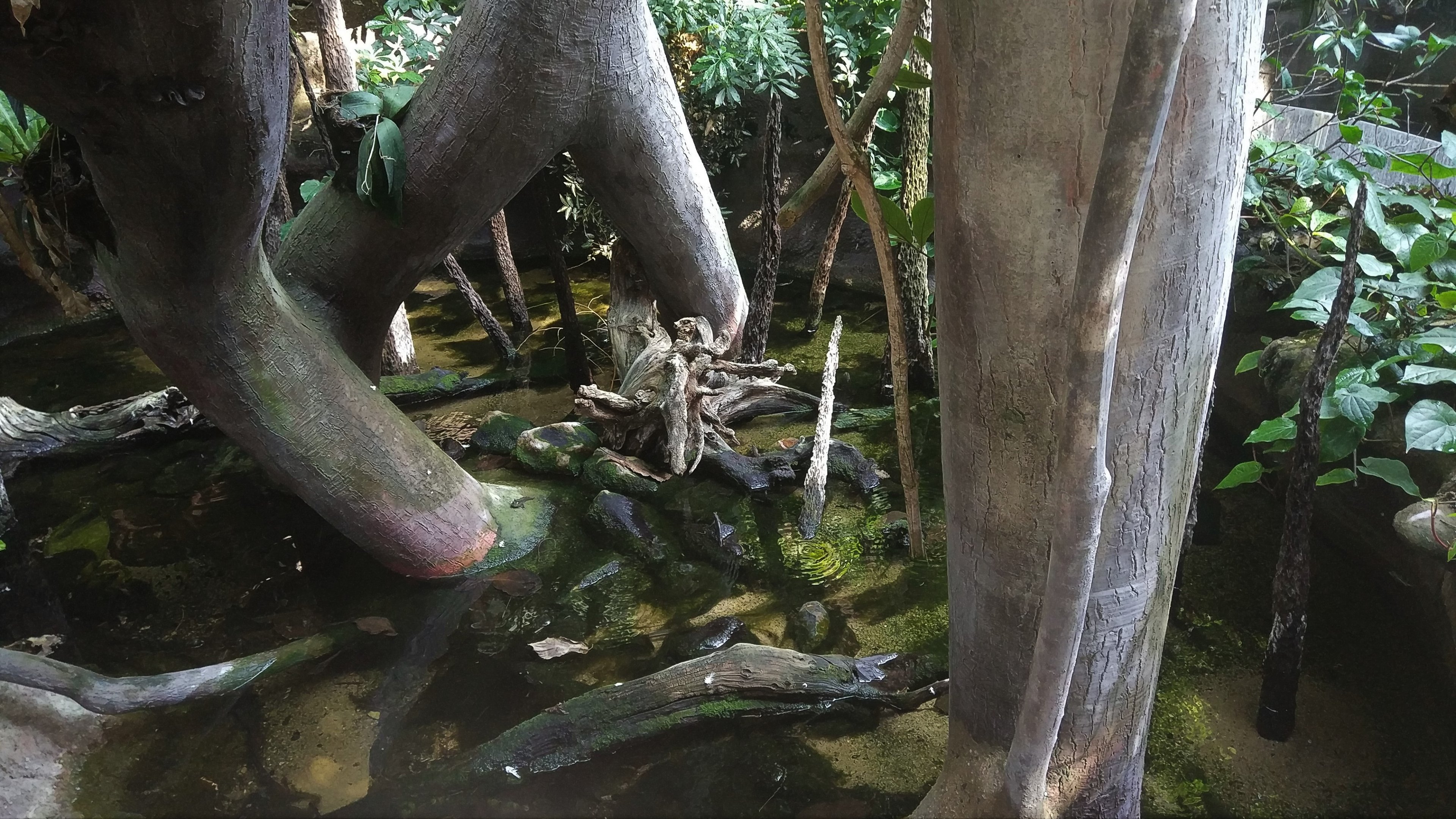 Mudskipper Pool - Indonesia House