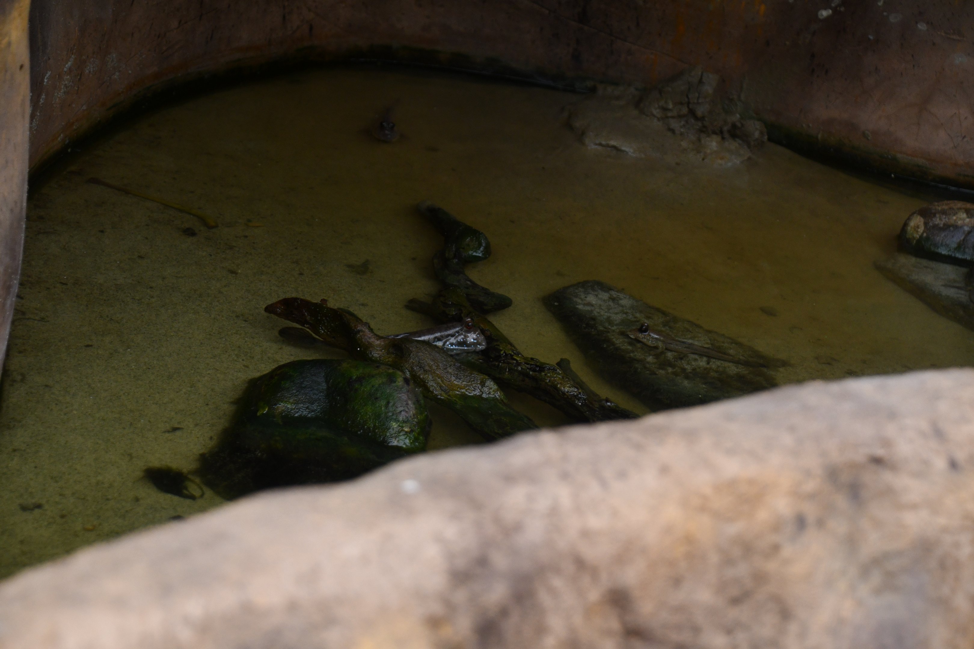Mudskipper pool (Tropical Pavilion)