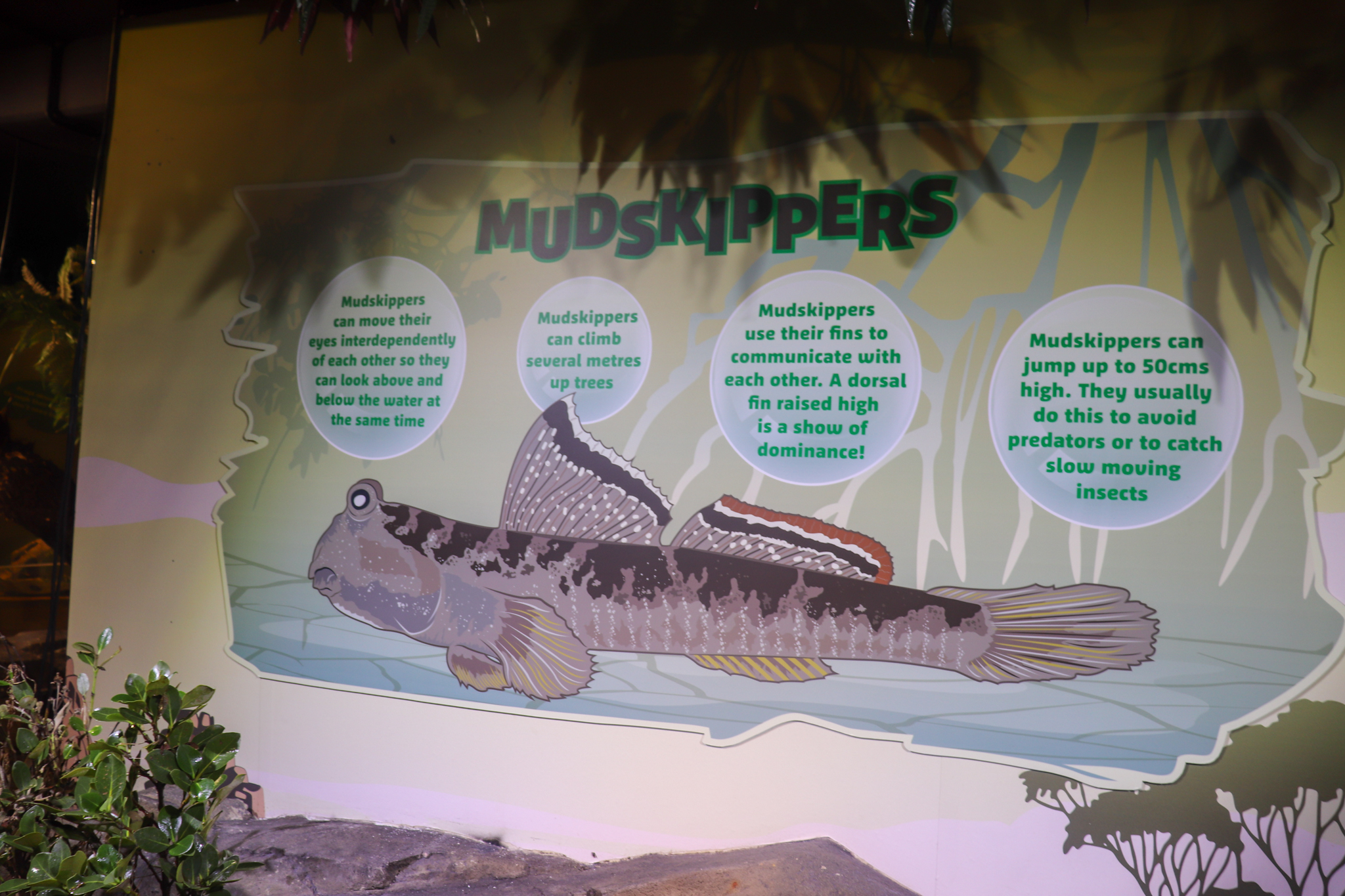 Mudskipper Sign - December 2018