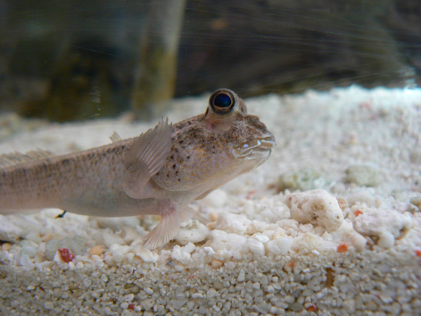 Mudskipper Sp. - 29 August 2016, Askham Bryan Wildlife and Conservation Par