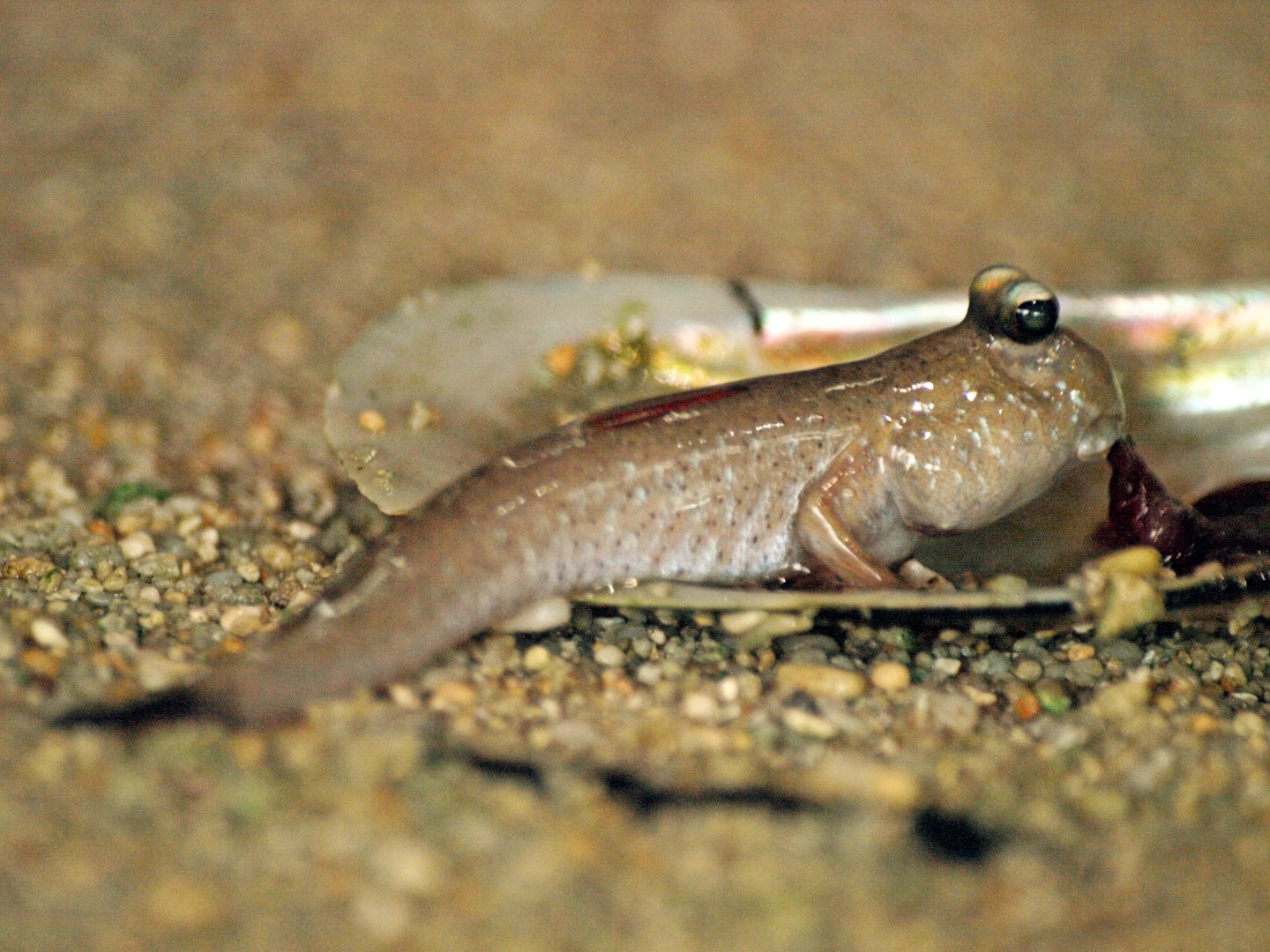 Mudskipper species