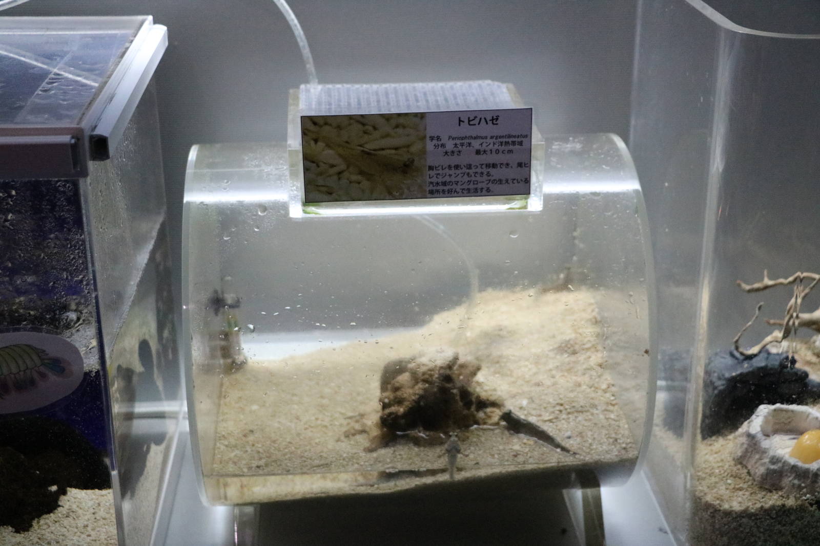 Mudskipper tank - Tokyo Tower Aquarium, February 2016