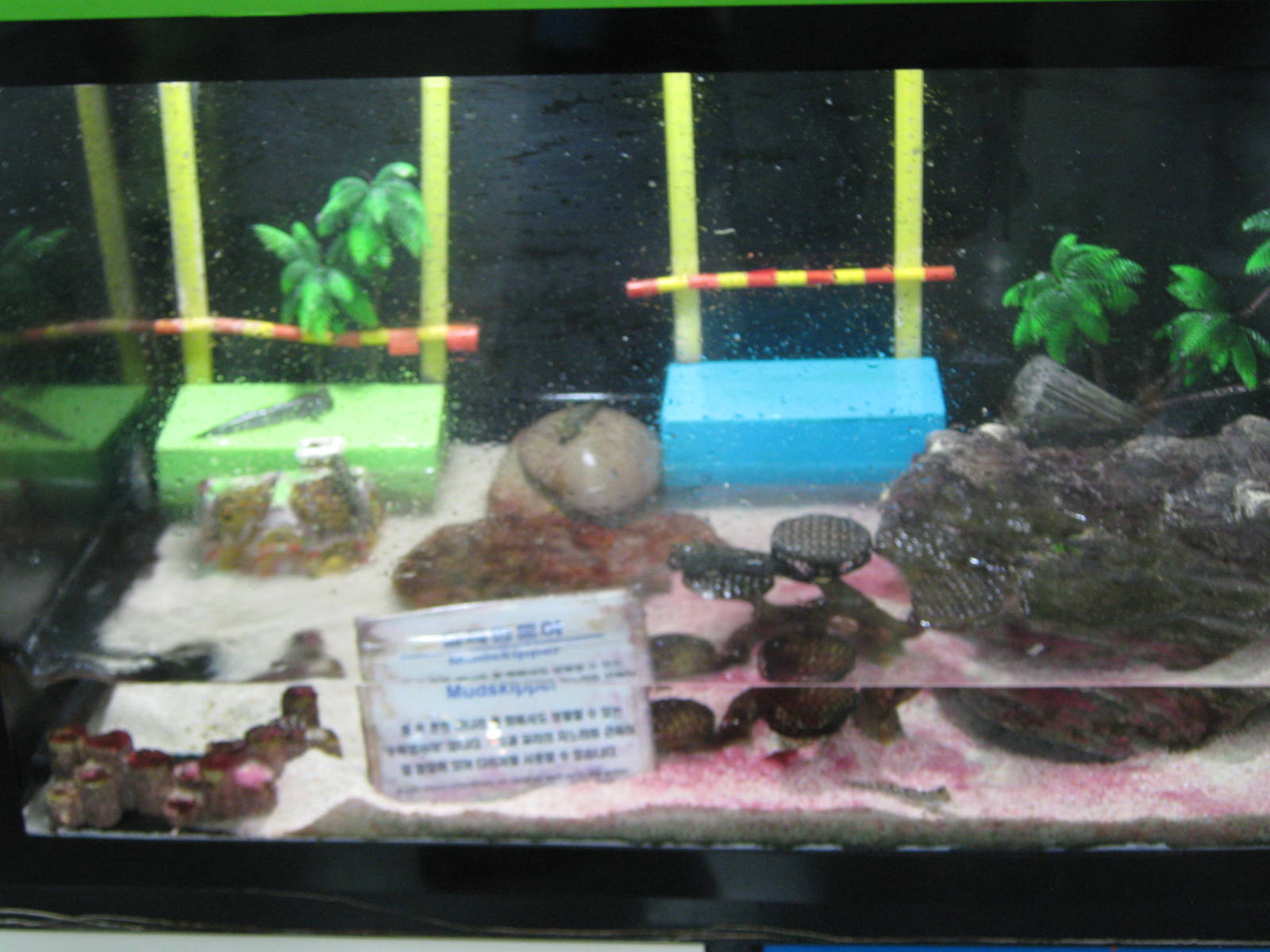 mudskipper tank