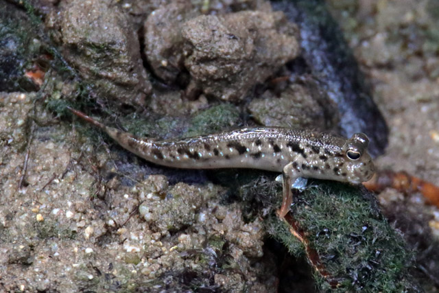 Mudskipper - Wild (Singapore)