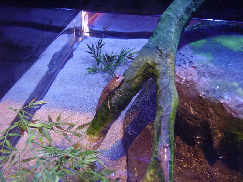 Mudskipper - World of Water Gallery