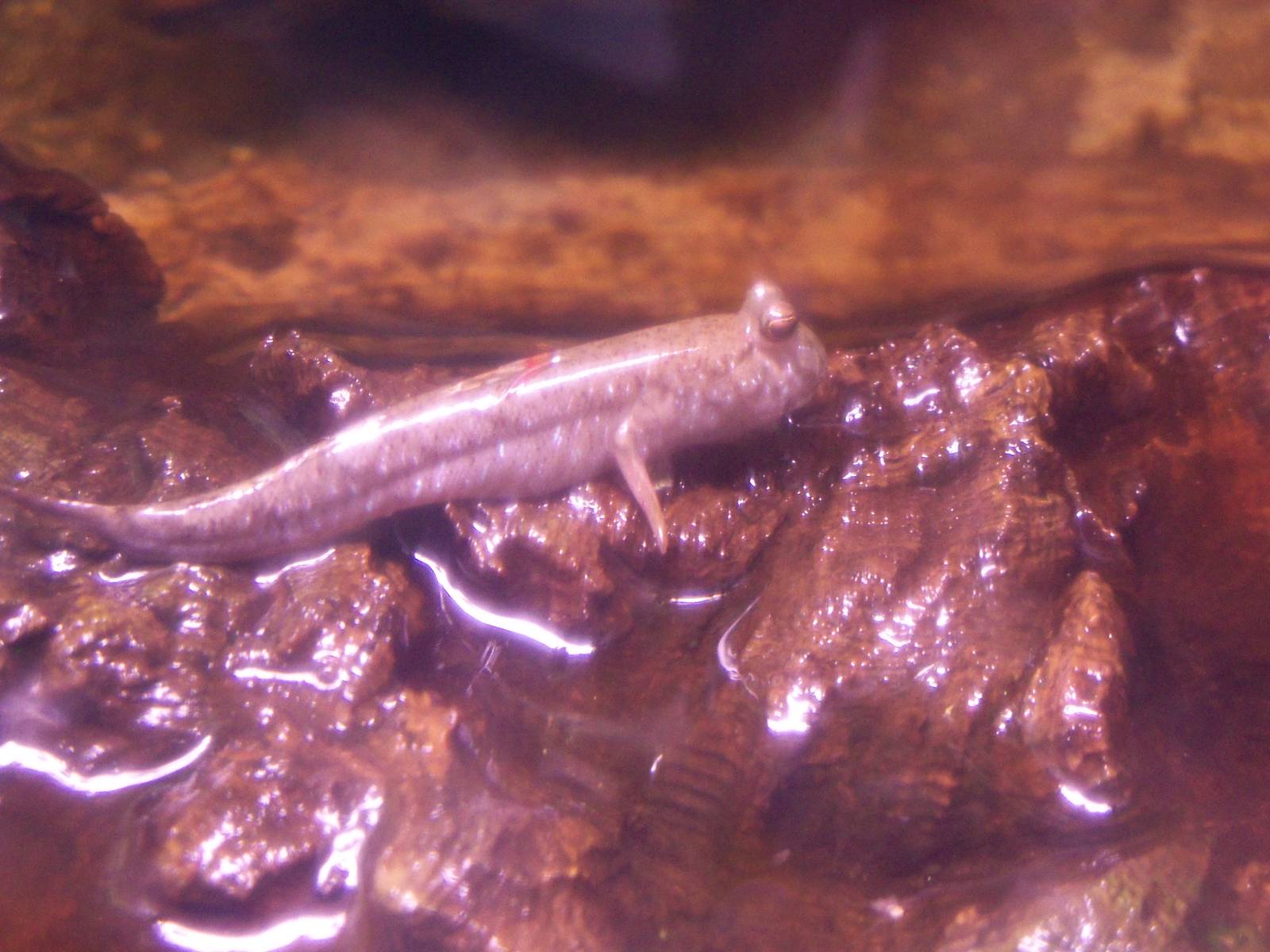 Mudskipper