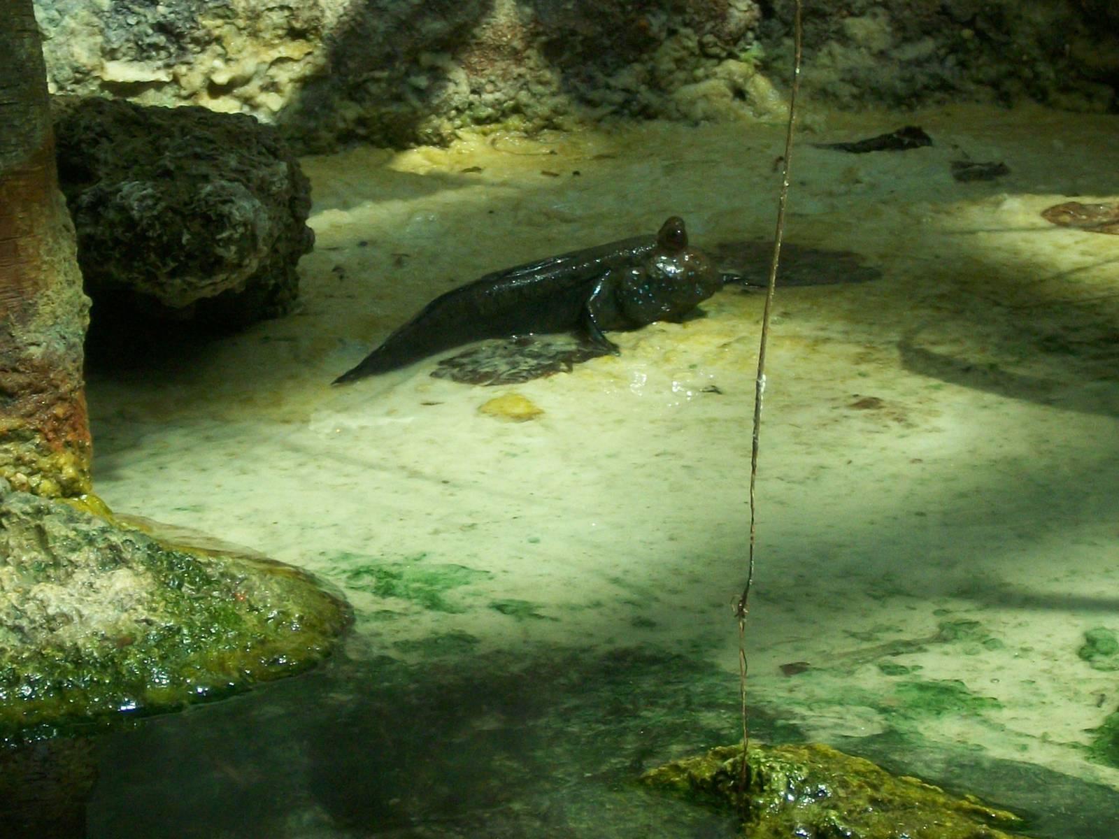 Mudskipper