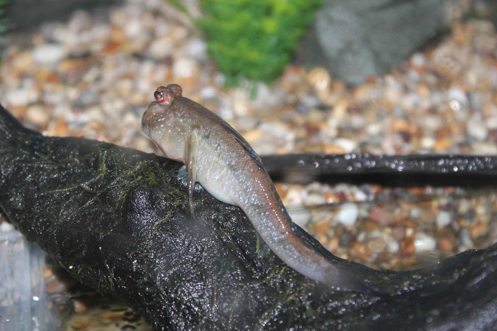 Mudskipper