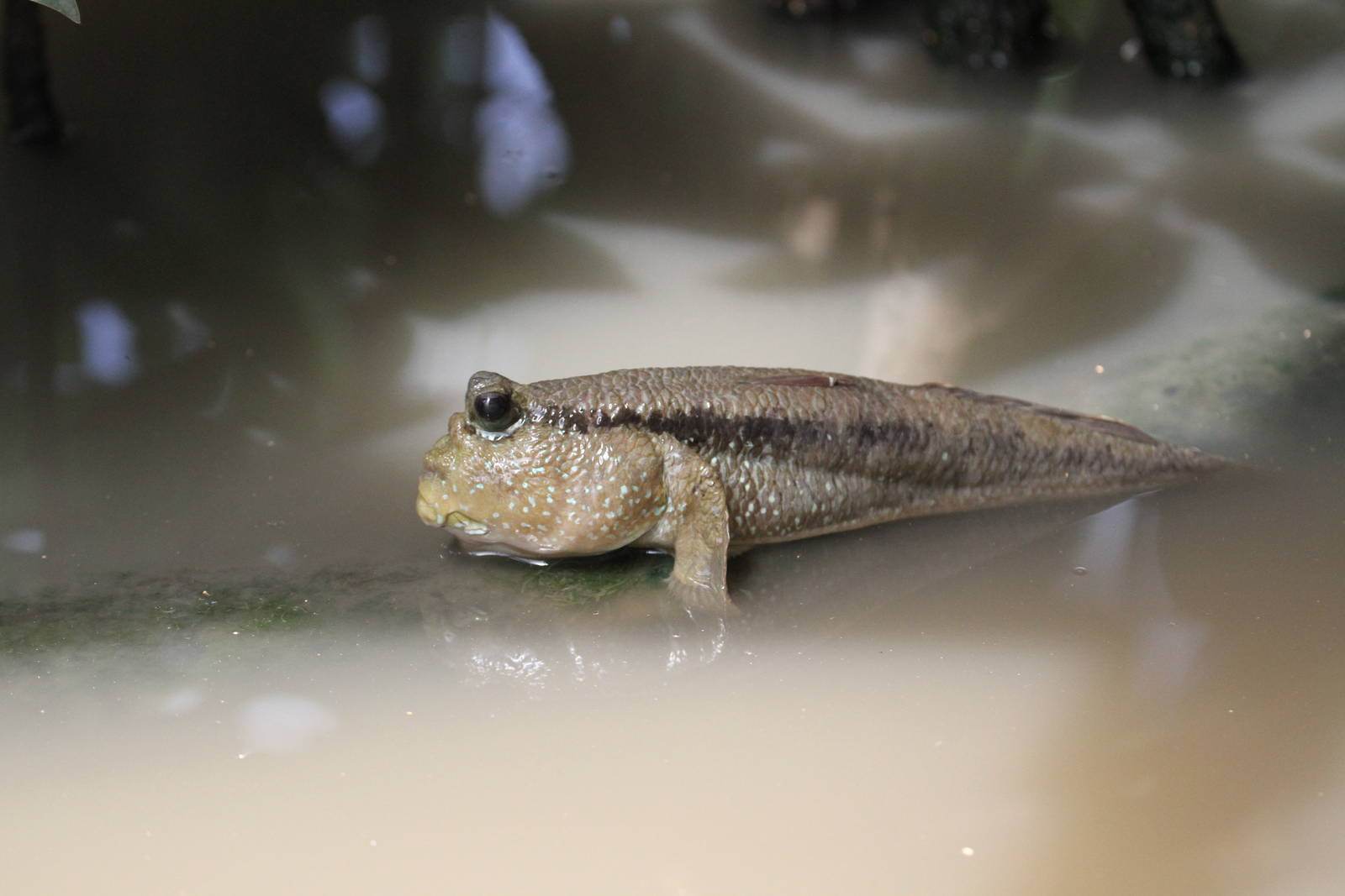 Mudskipper