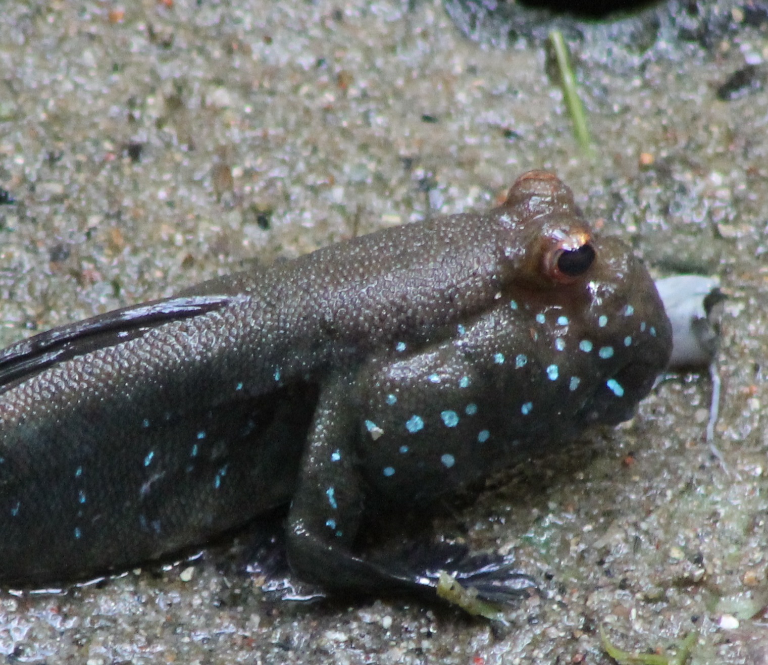 Mudskipper