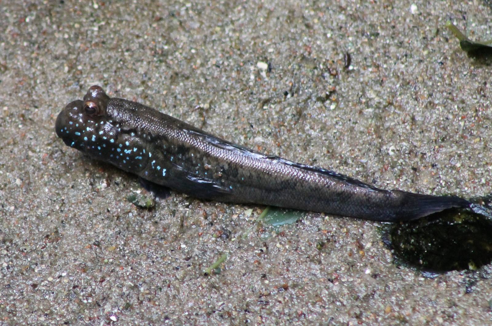 Mudskipper