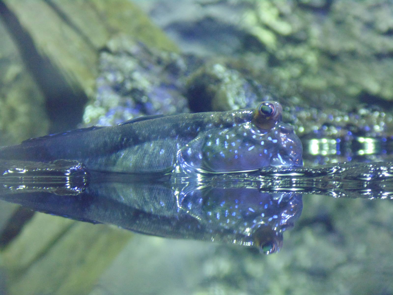 Mudskipper