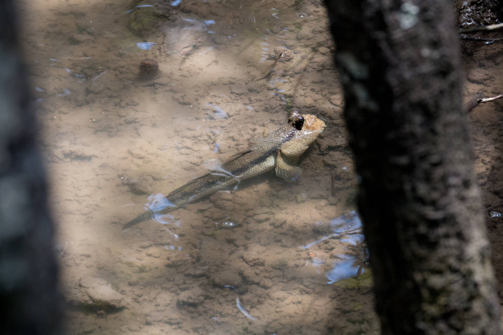 Mudskipper