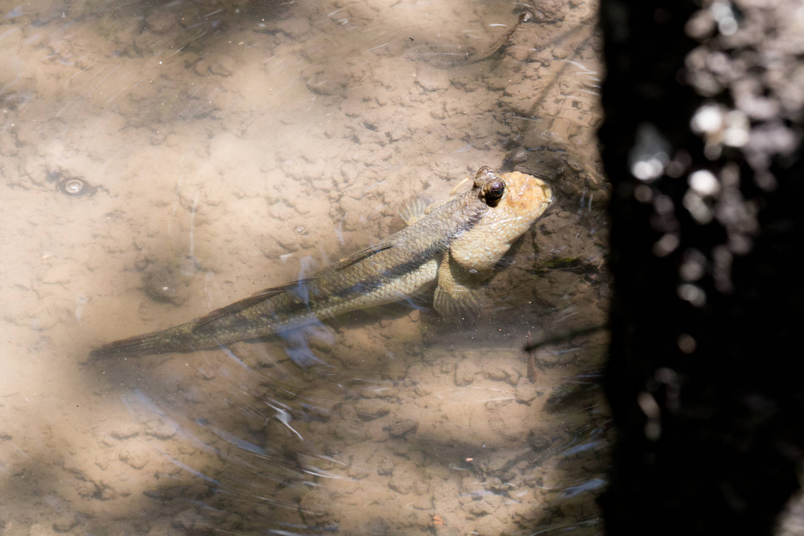 Mudskipper