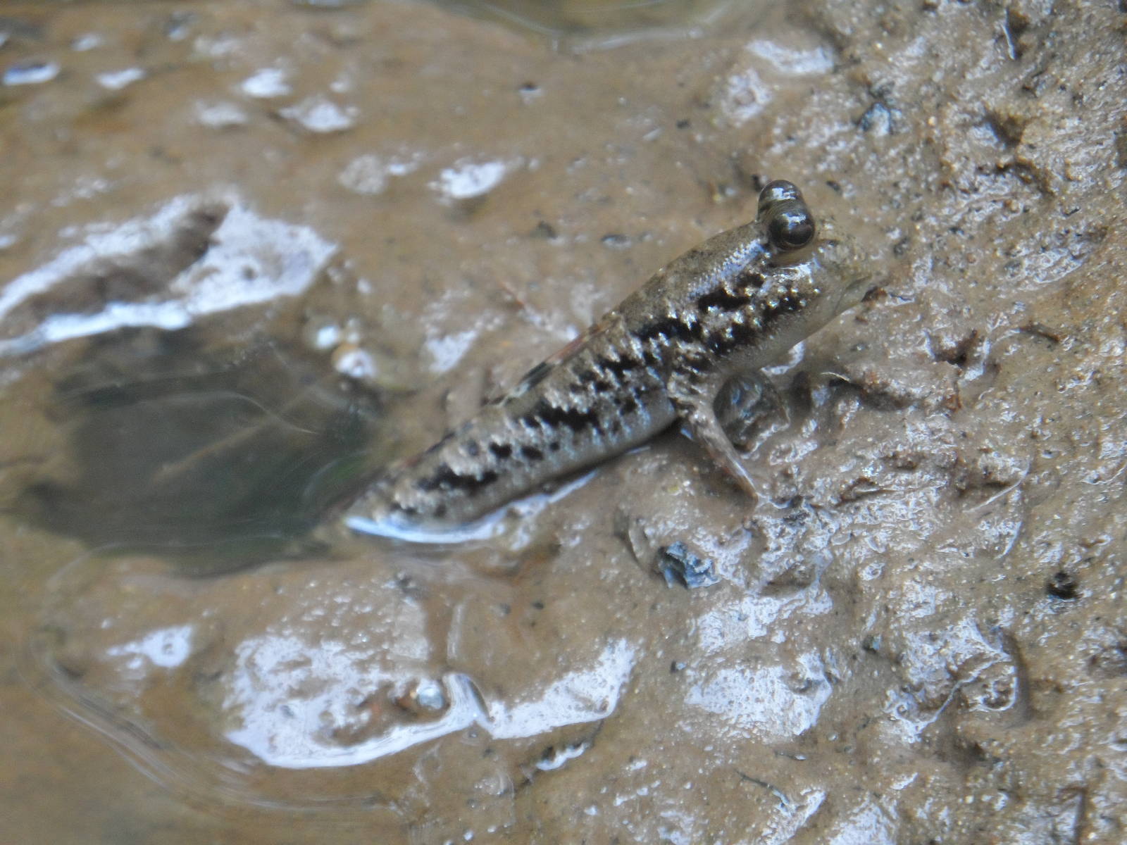 Mudskipper
