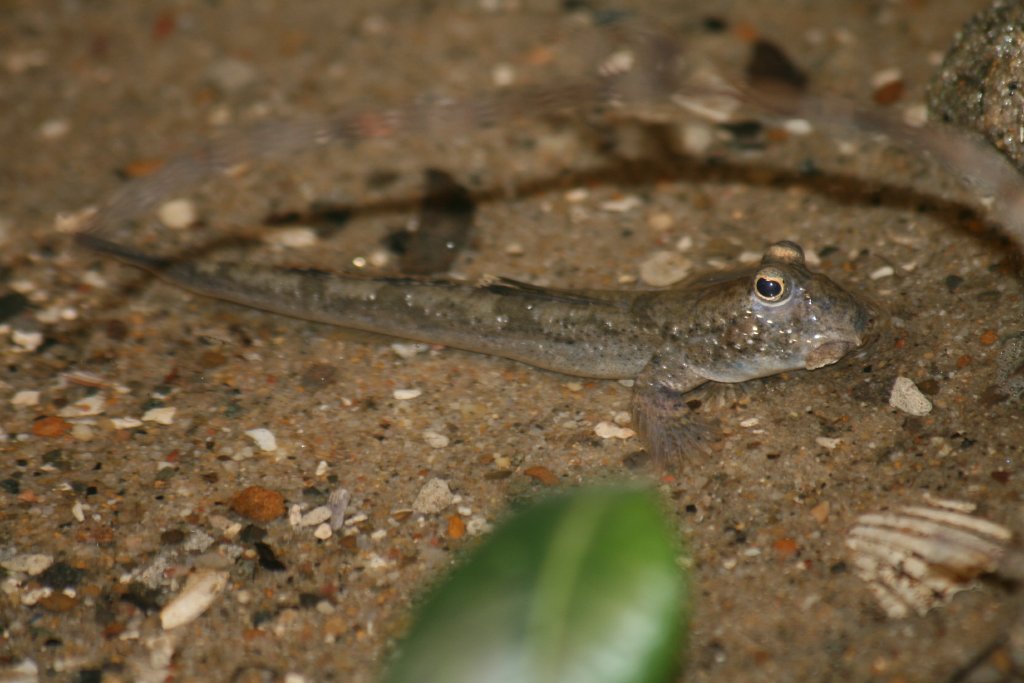 Mudskipper