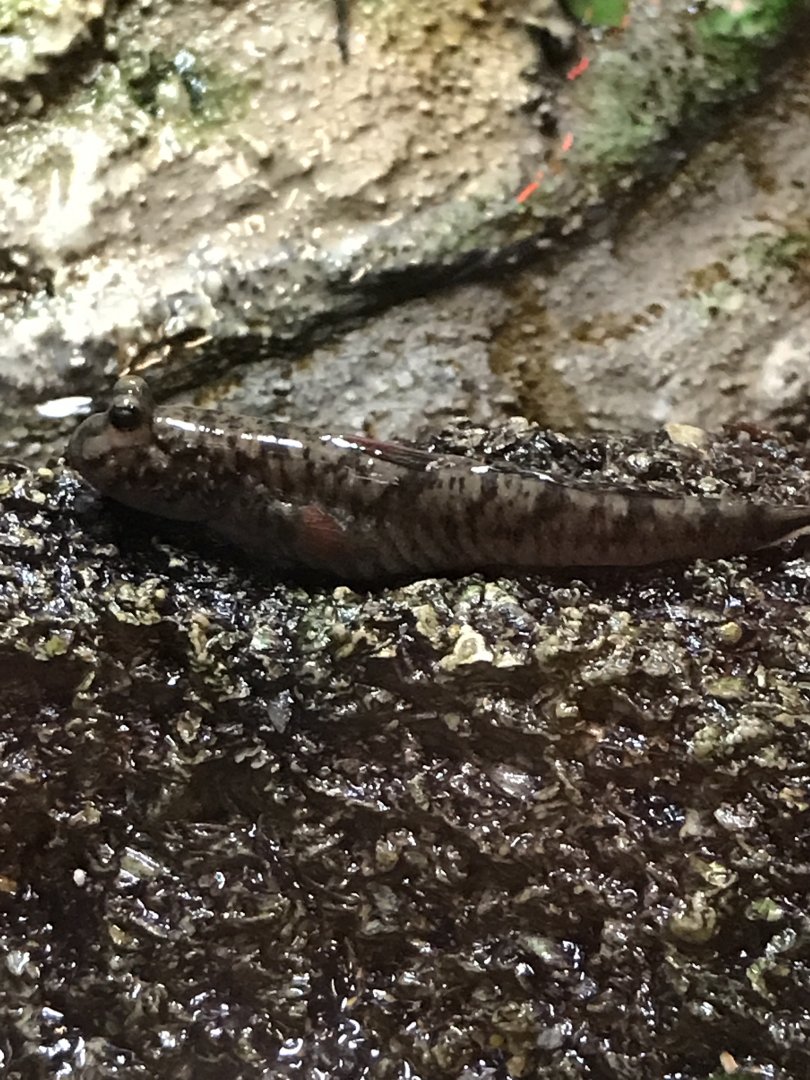 Mudskipper
