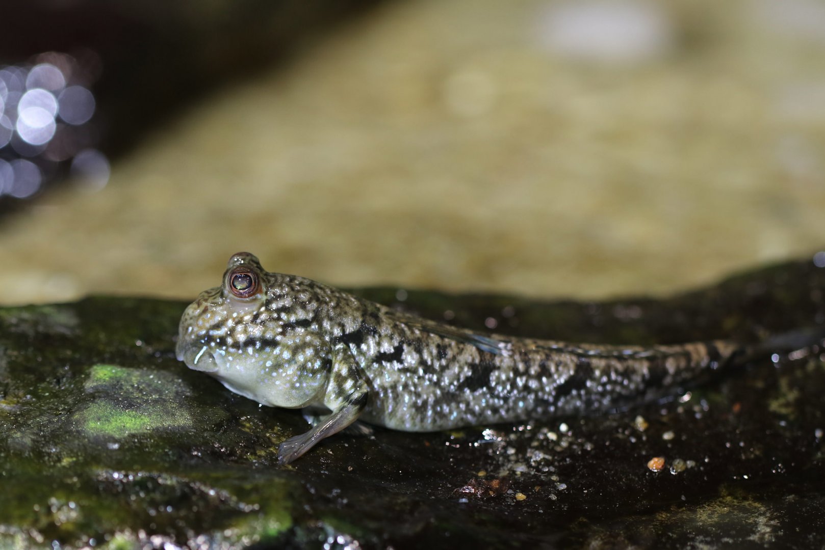 Mudskipper
