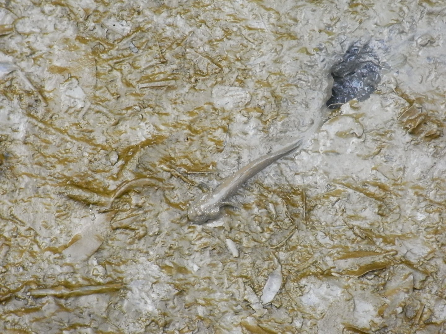Mudskipper