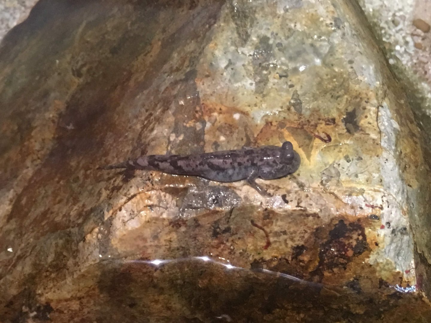 Mudskipper