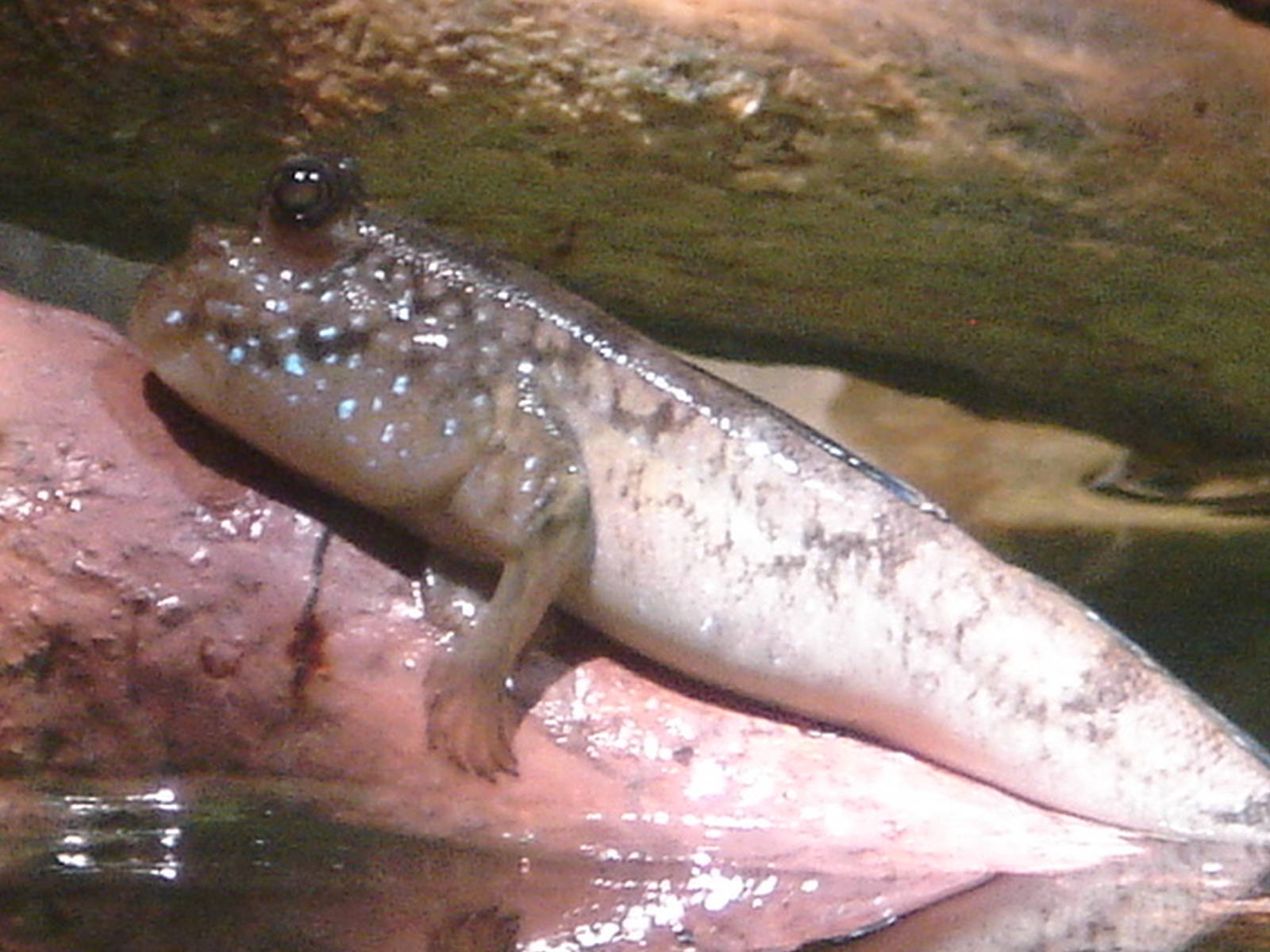 Mudskipper