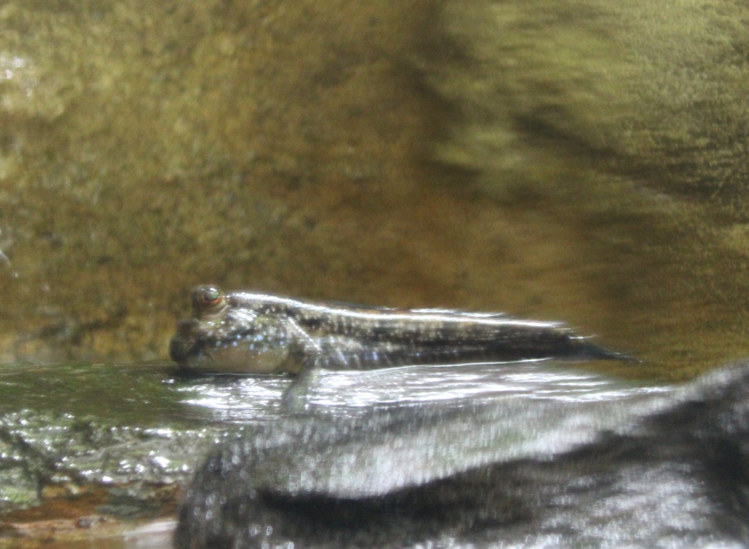 Mudskipper