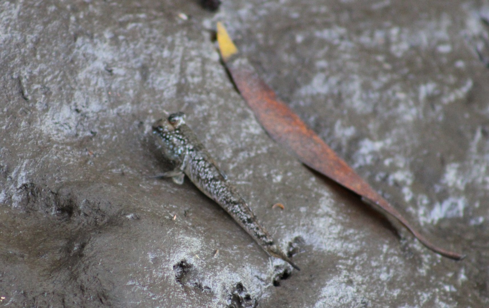 Mudskipper