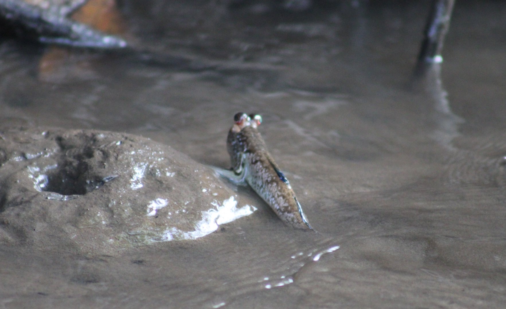 Mudskipper