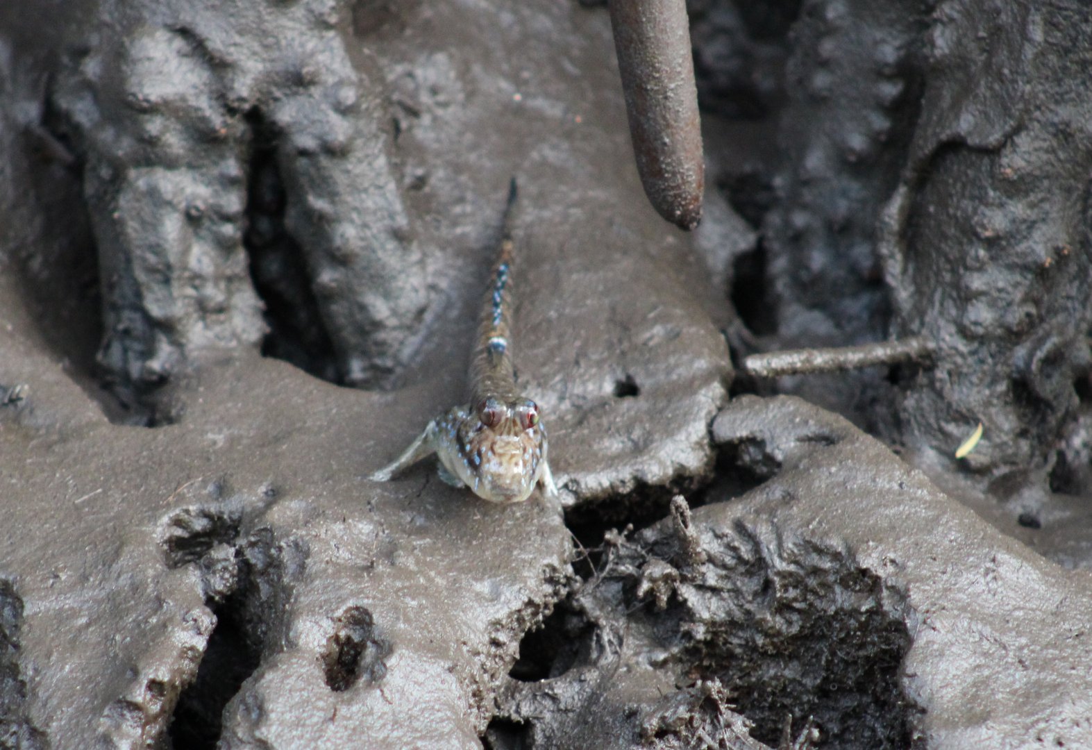 Mudskipper