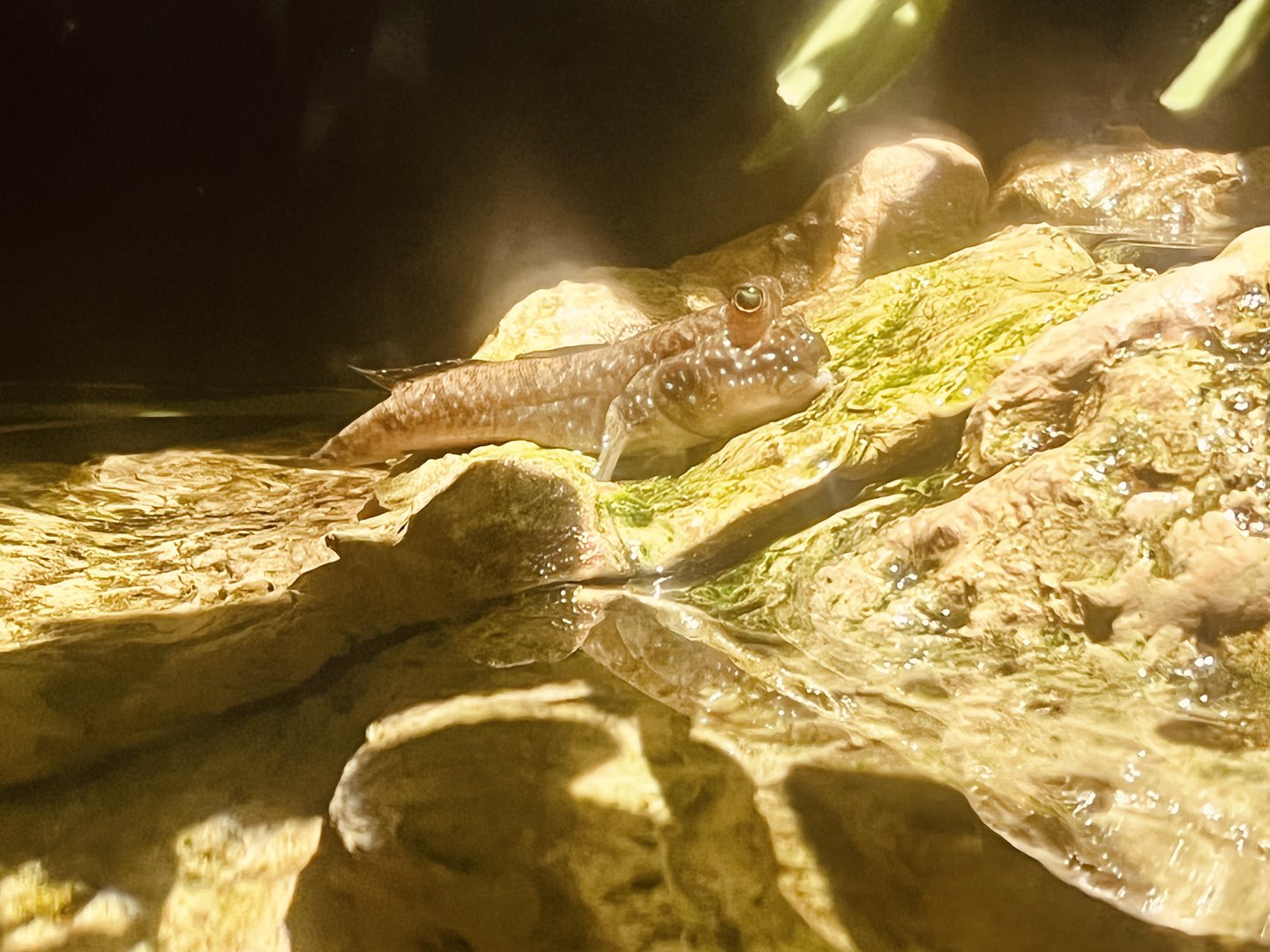 Mudskipper