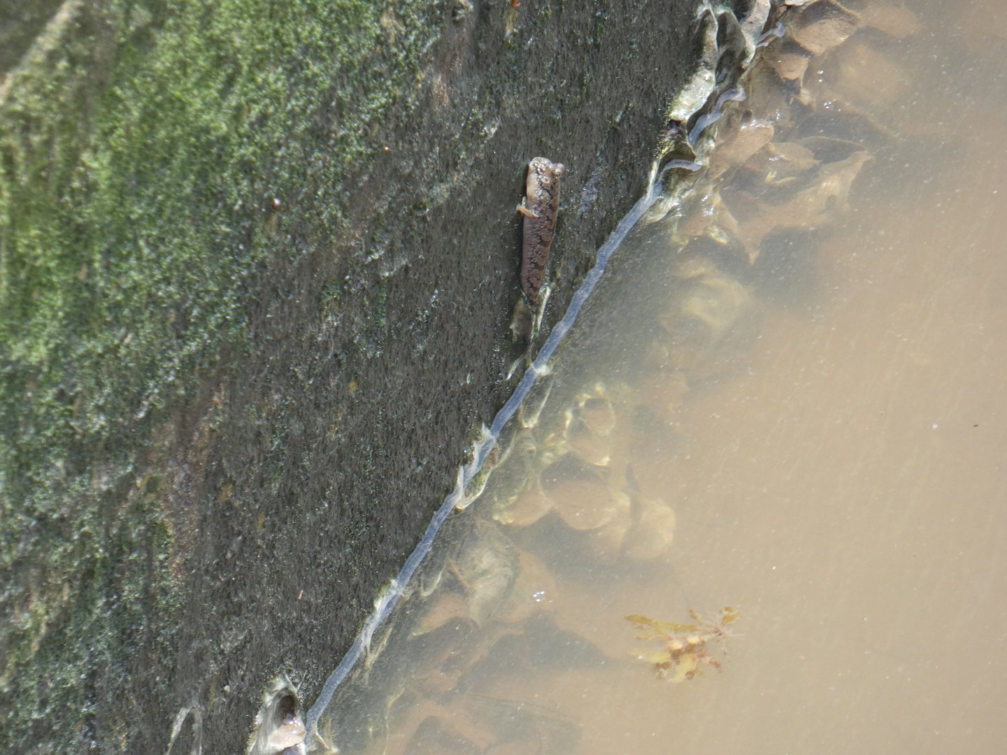 Mudskipper