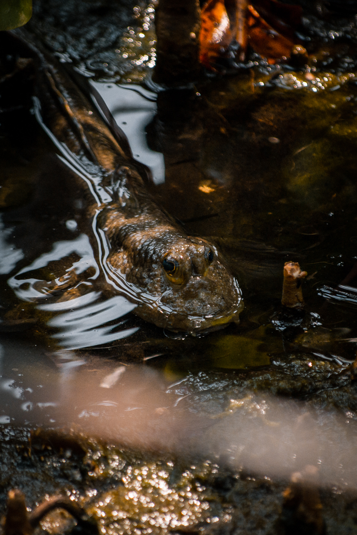 Mudskipper