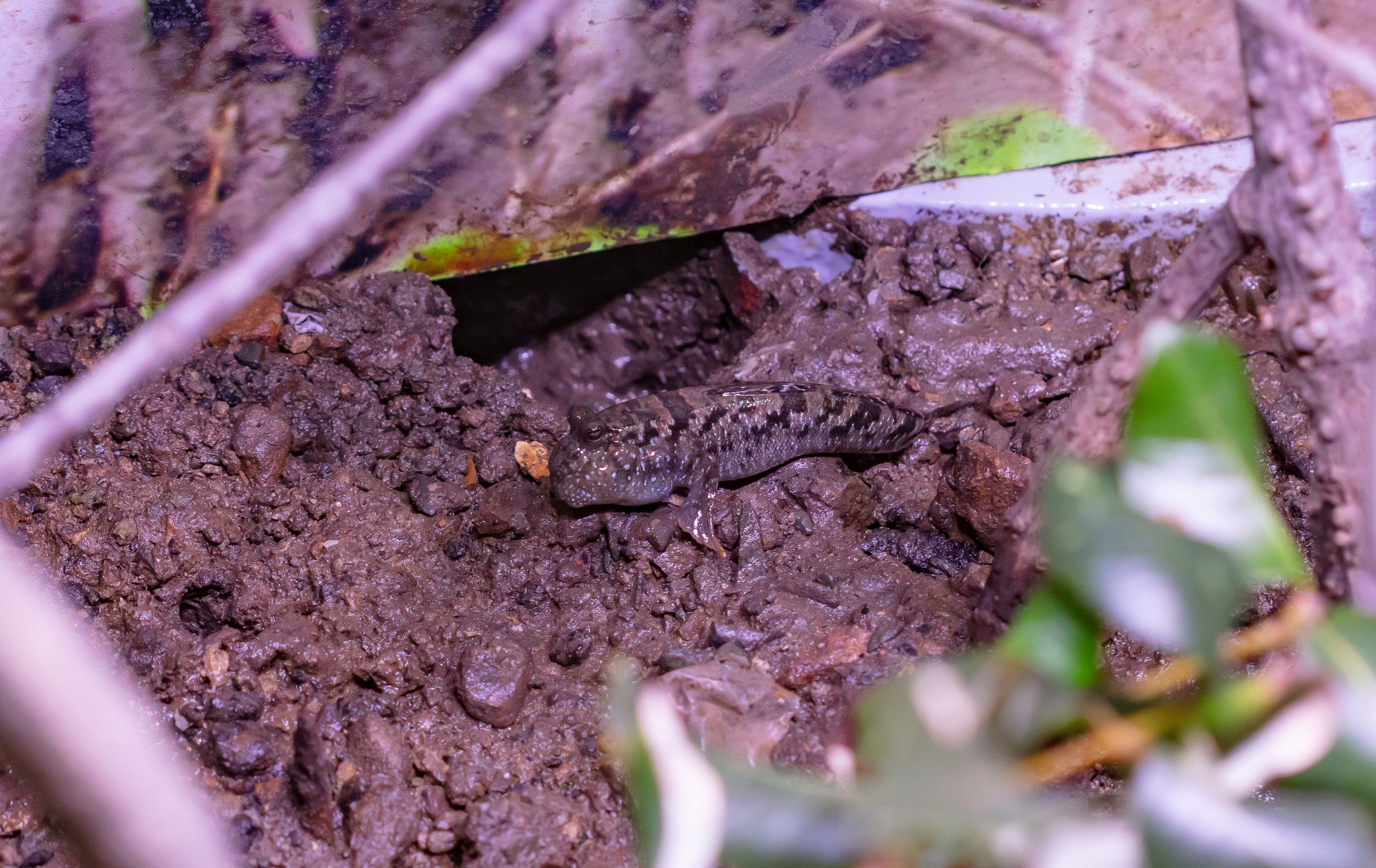 Mudskipper