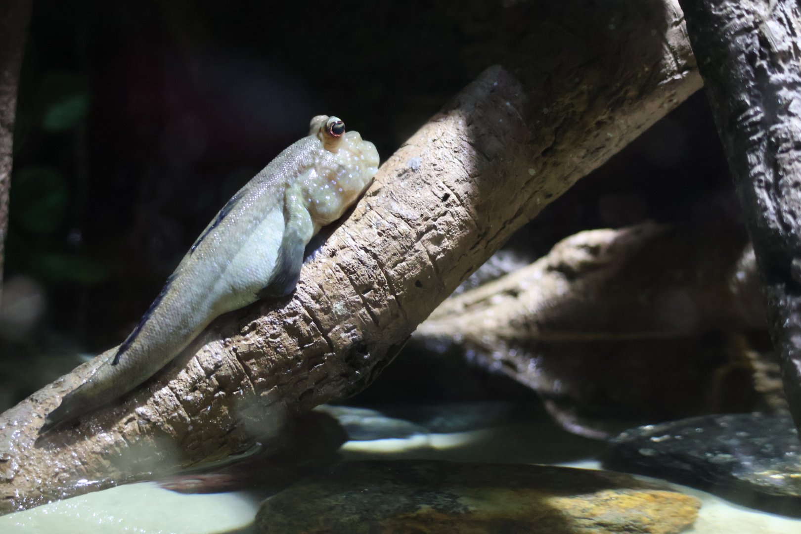 Mudskipper