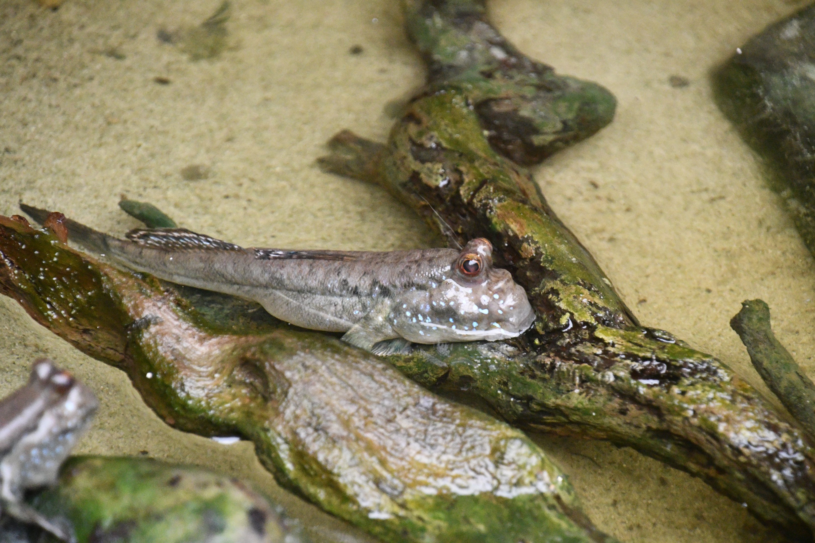 Mudskipper