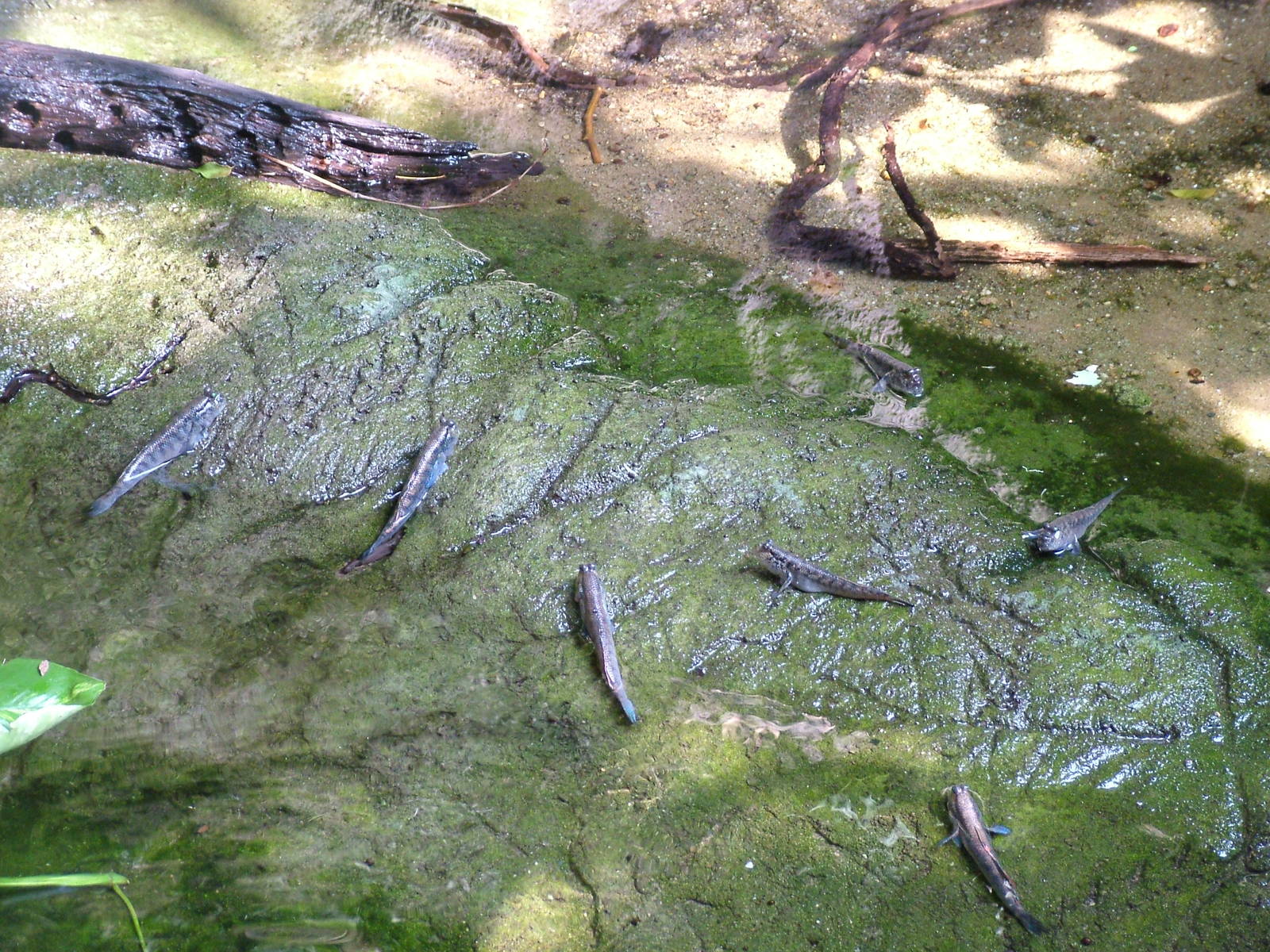 Mudskippers at Prague, 24/05/10