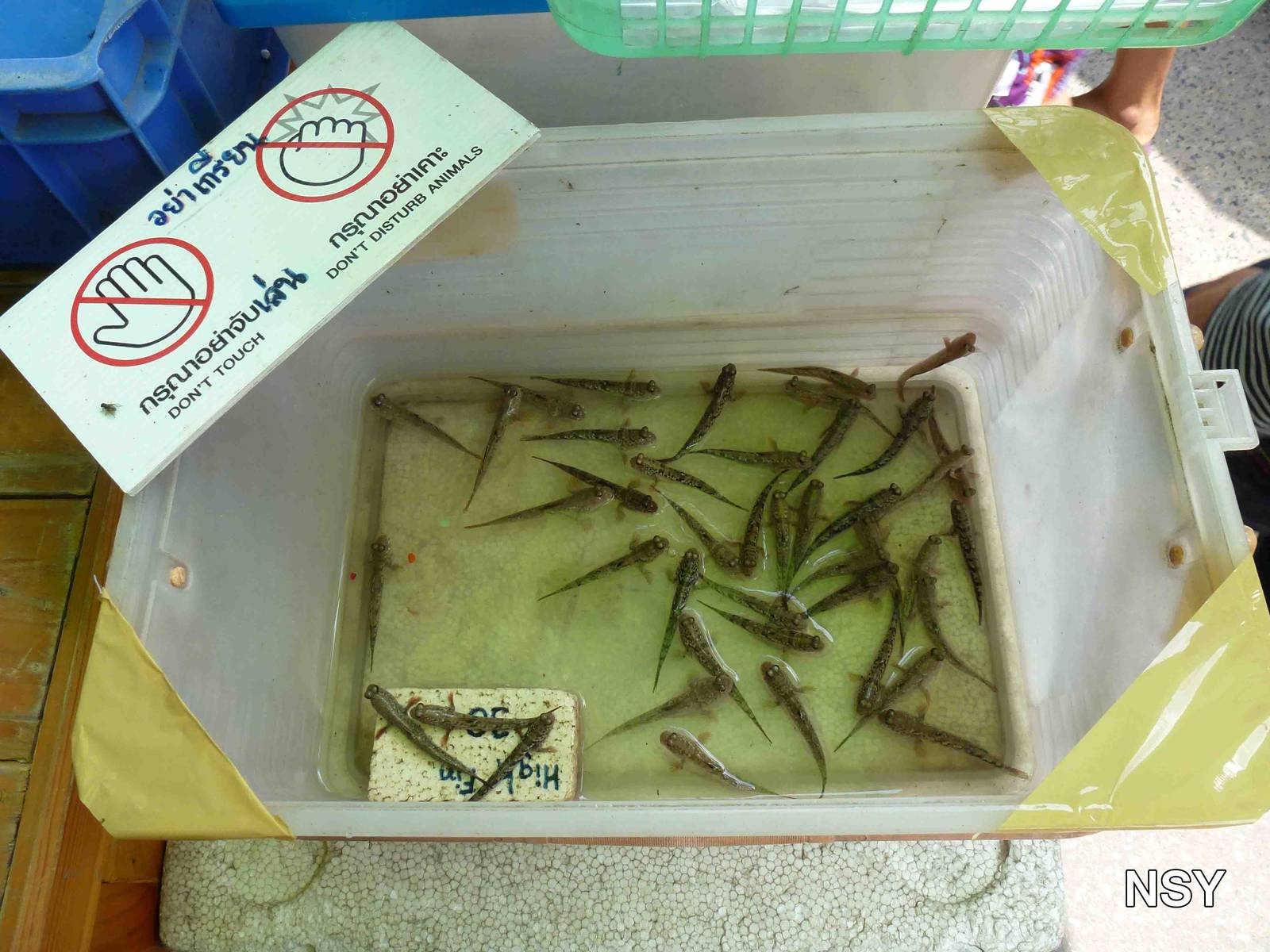 Mudskippers - Chatuchak market, June 2013.