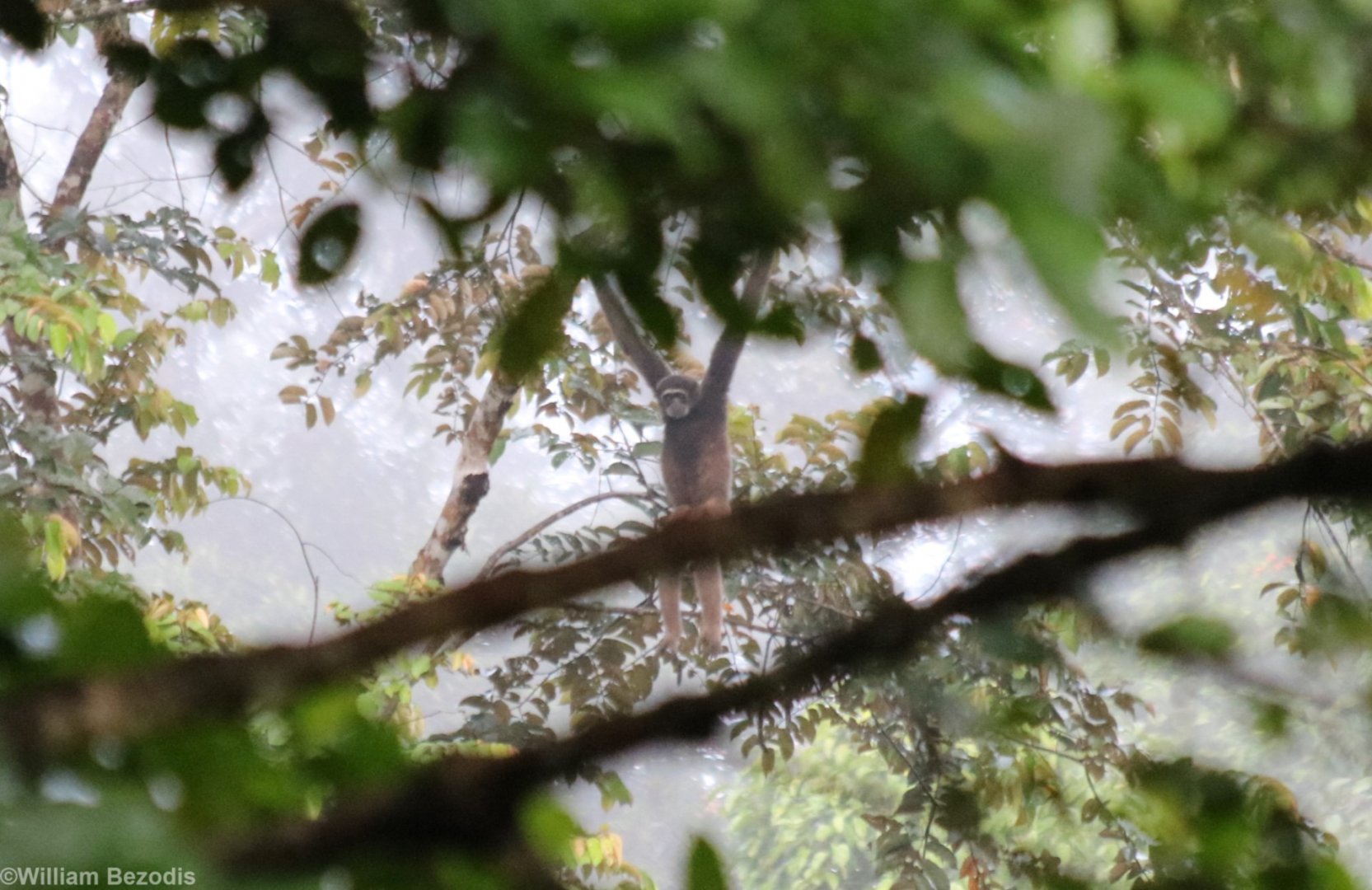 Mueller's Bornean Gibbon - Danum Valley