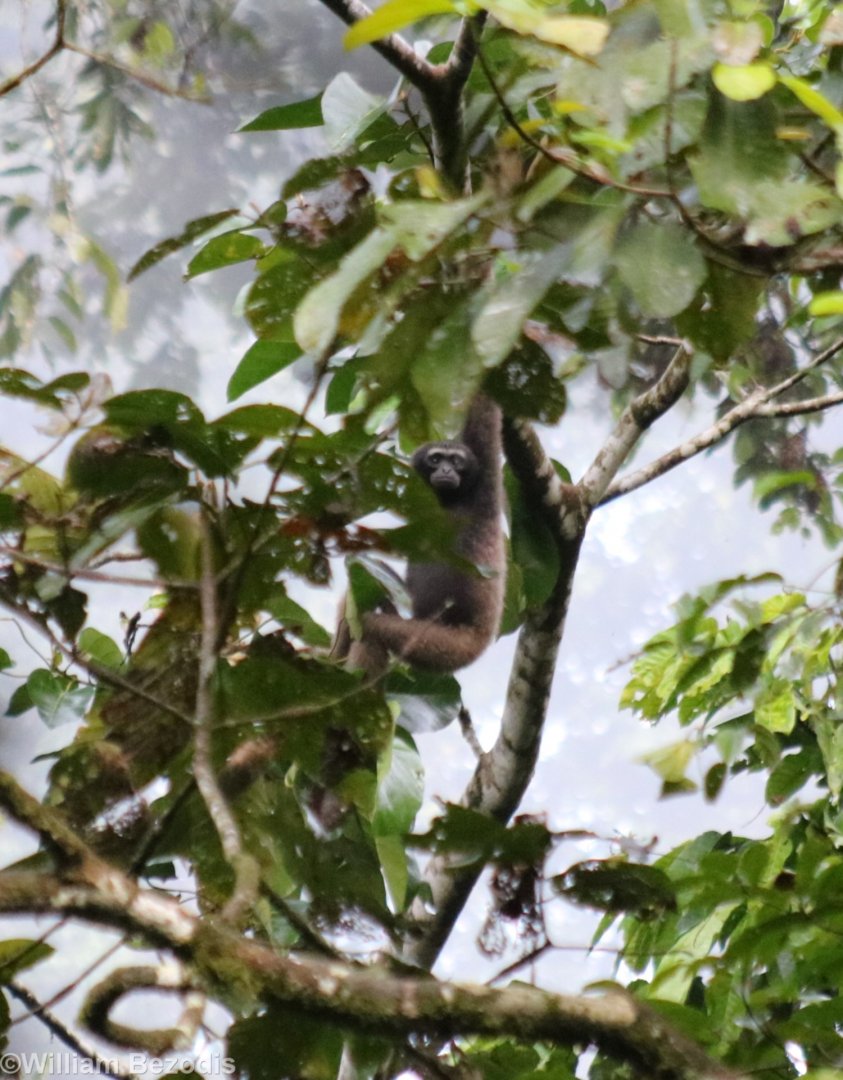 Mueller's Bornean Gibbon - Danum Valley
