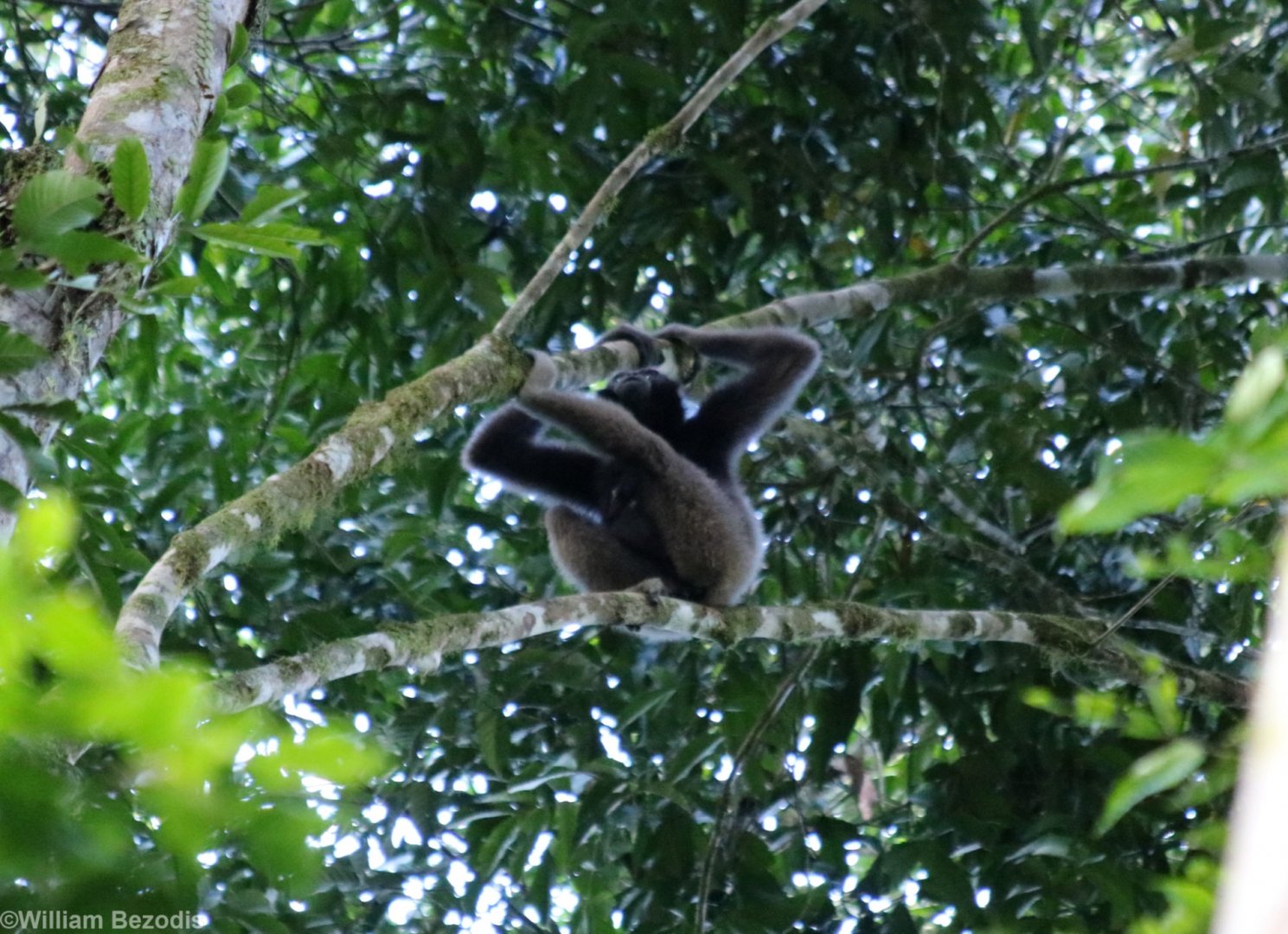 Mueller's Bornean Gibbon - Danum Valley