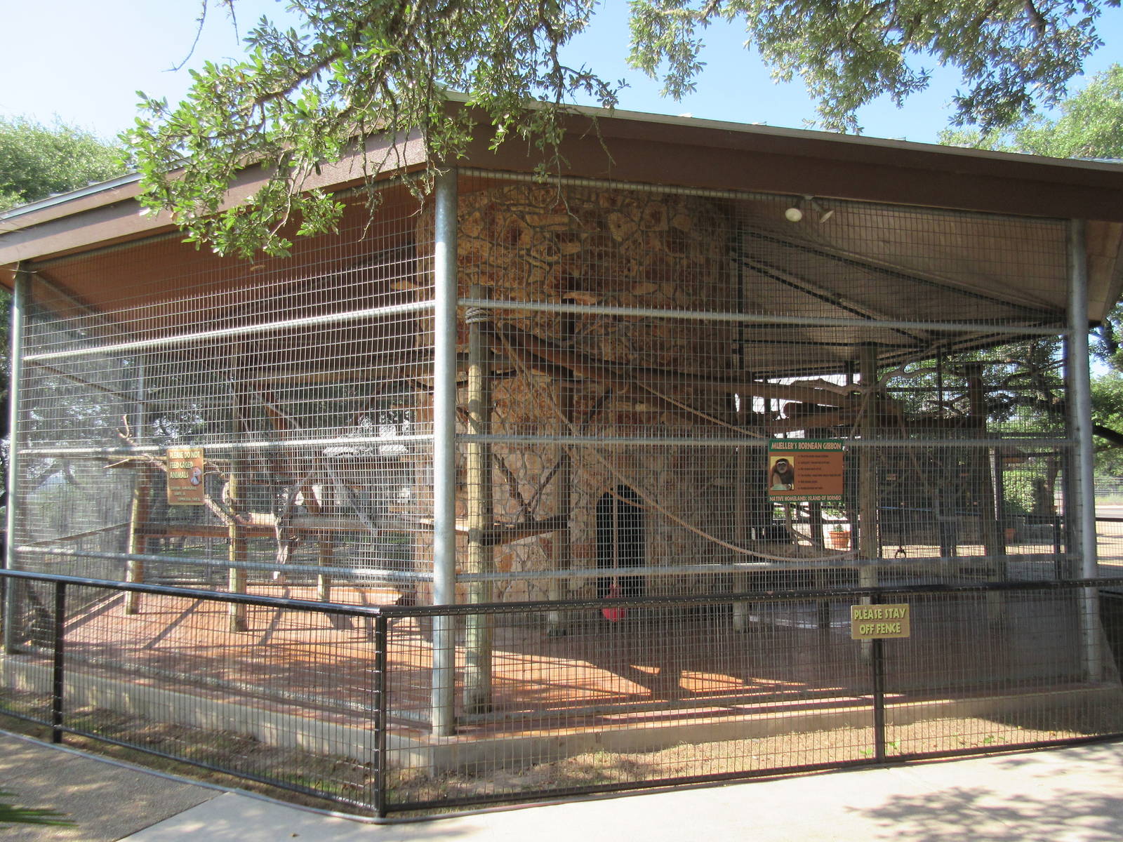 Mueller's Bornean Gibbon Exhibit