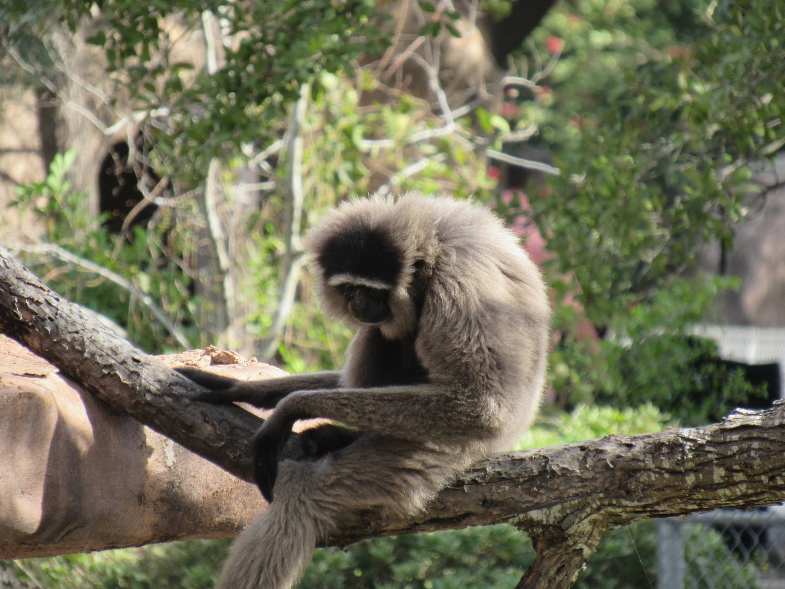 Mueller's Bornean Gibbon