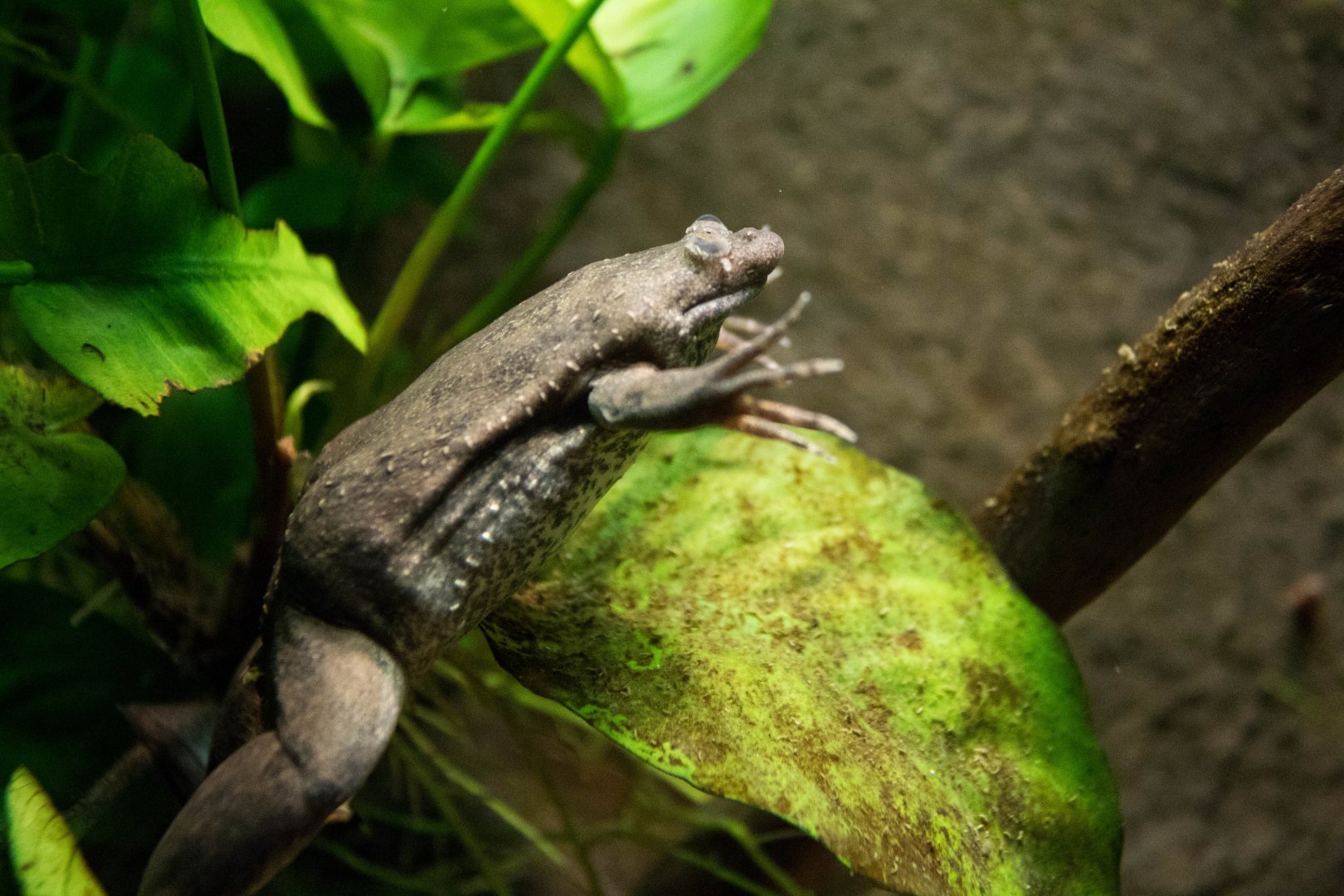 Mueller's clawed frog